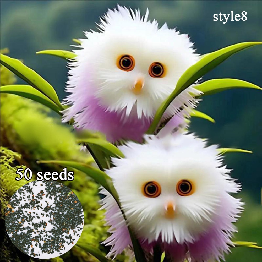 Monkey Face Orchid Flower Seeds Mix