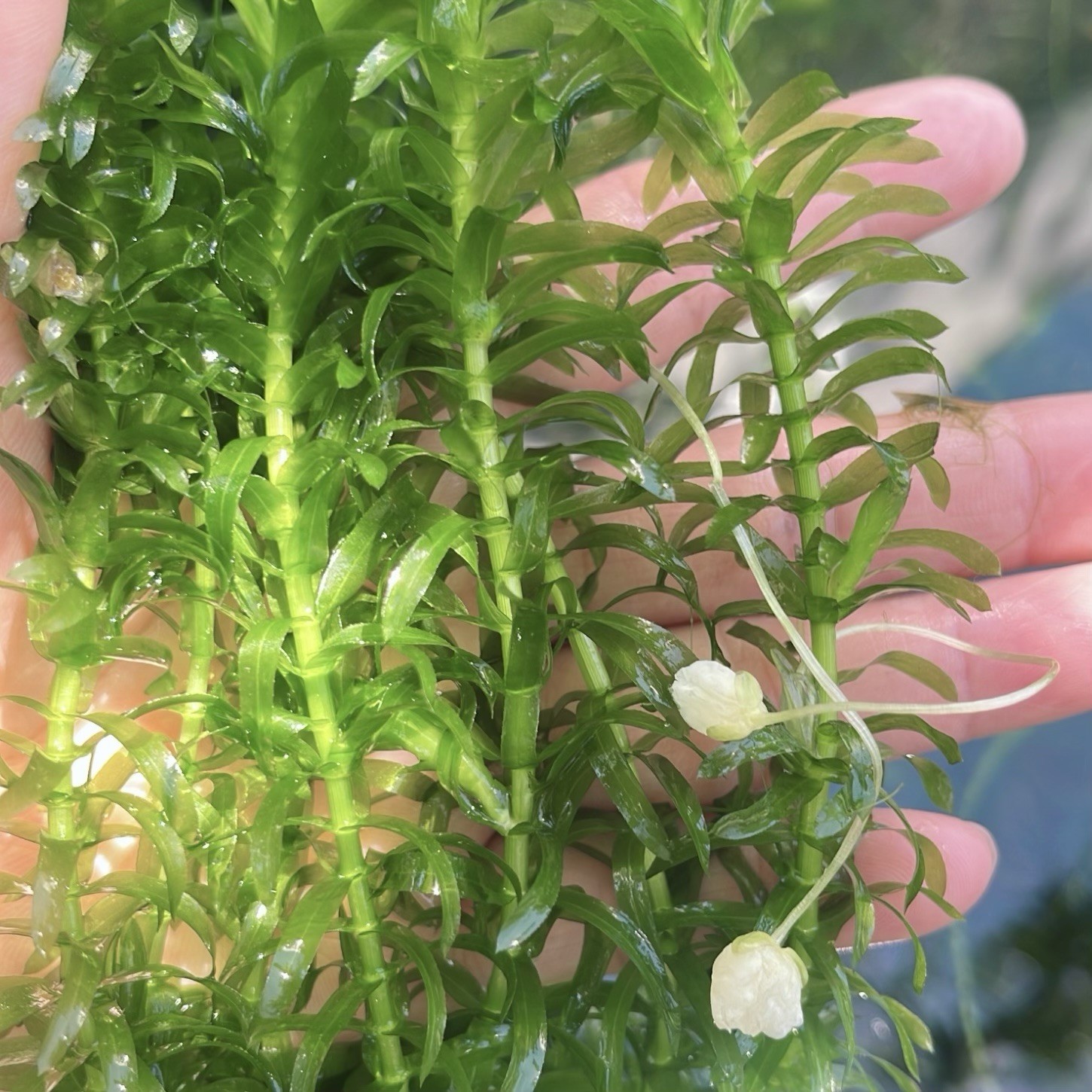 Anacharis Elodea Dense Stem Aquatic Plants