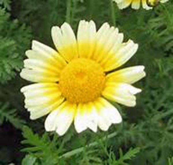 Garland Daisy 100+ Seeds