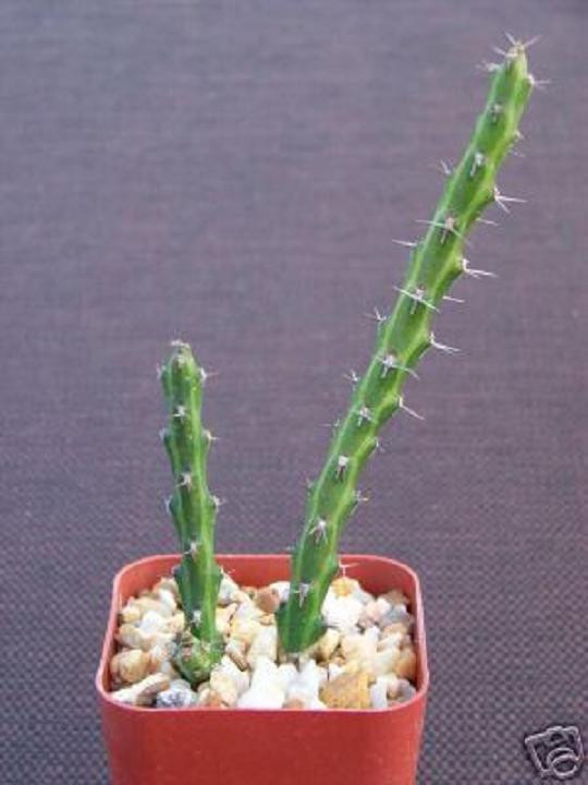 Euphorbia Petricola Rare Succulent Cactus Plant 2"