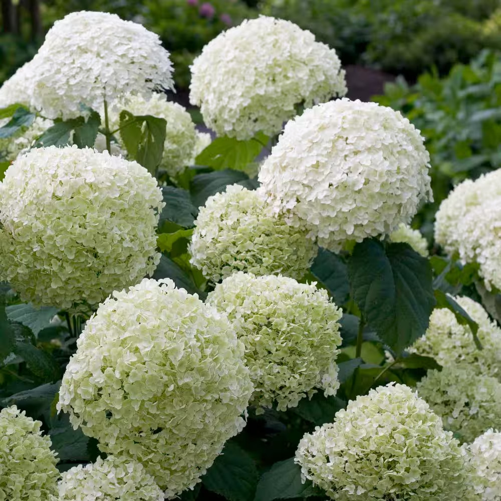 Incrediball Smooth Hydrangea Live Shrub, 4.5 In. Qt.