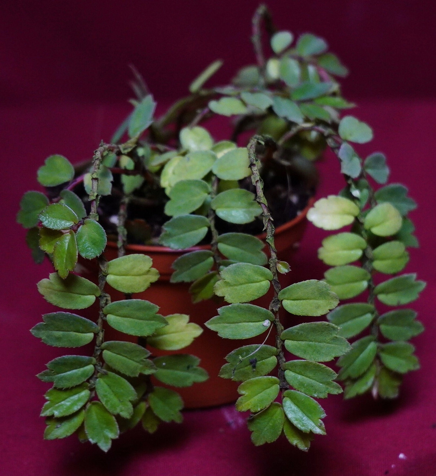Begonia Foliosa Plant
