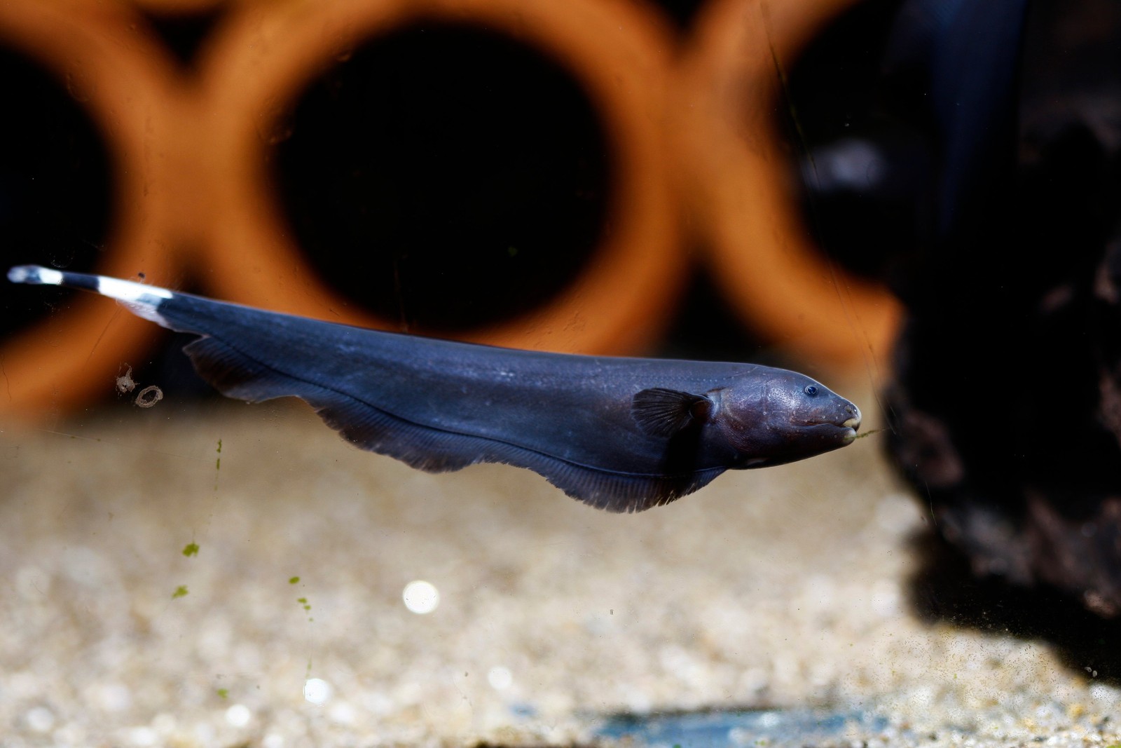 Black Ghost Knife Fish Freshwater Live Aquarium Fish - Premi...