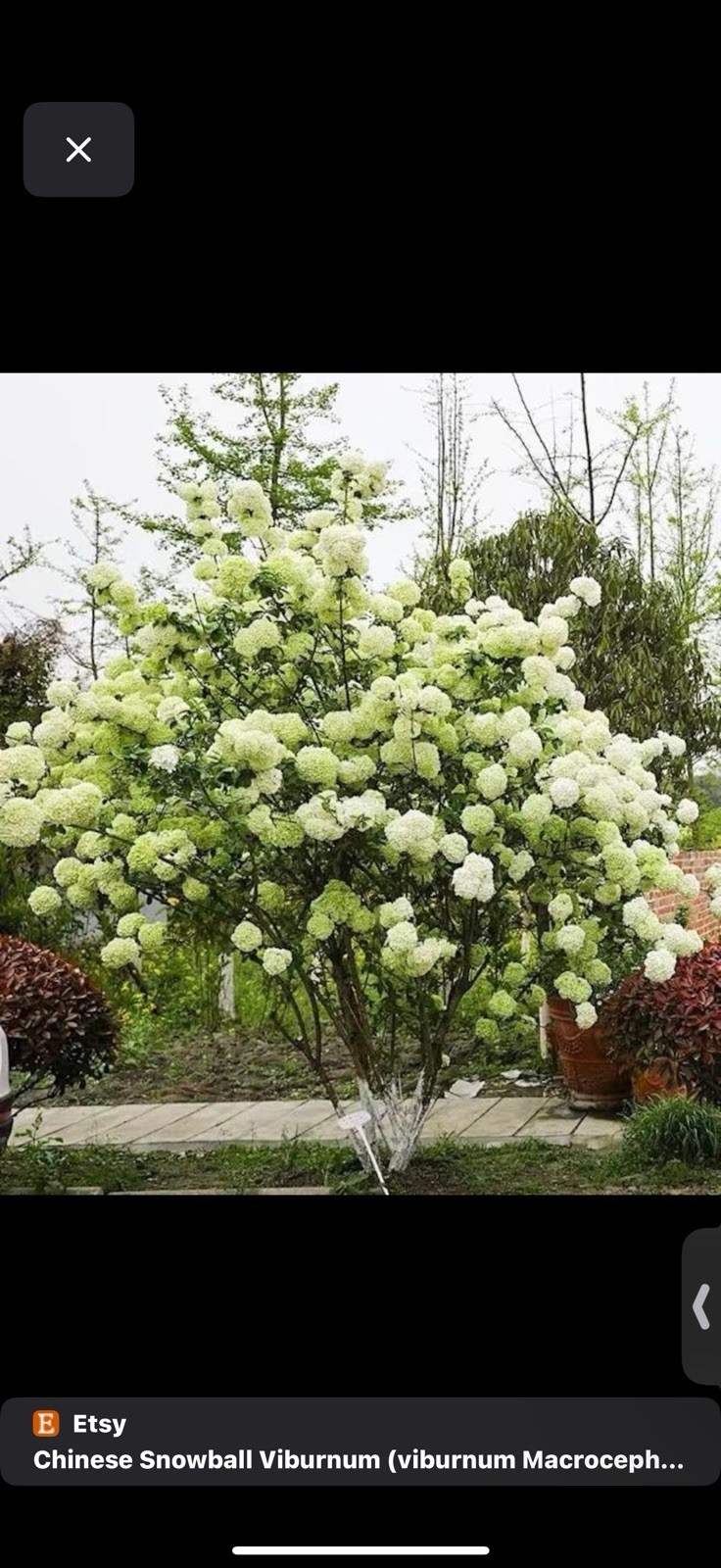 Chinese Snowball Viburnum 1 Gallon