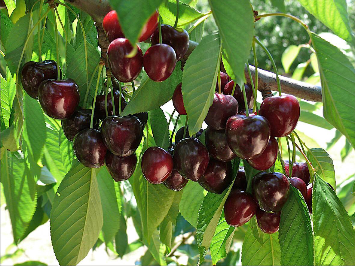 Sweet Cherry Tree Seeds - Mazzard Variety | Edible & Fast Gr...