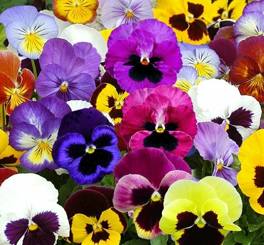 Swiss Giant Mix Pansy Seeds 60+ — Hardy Biennial Flower Gard...