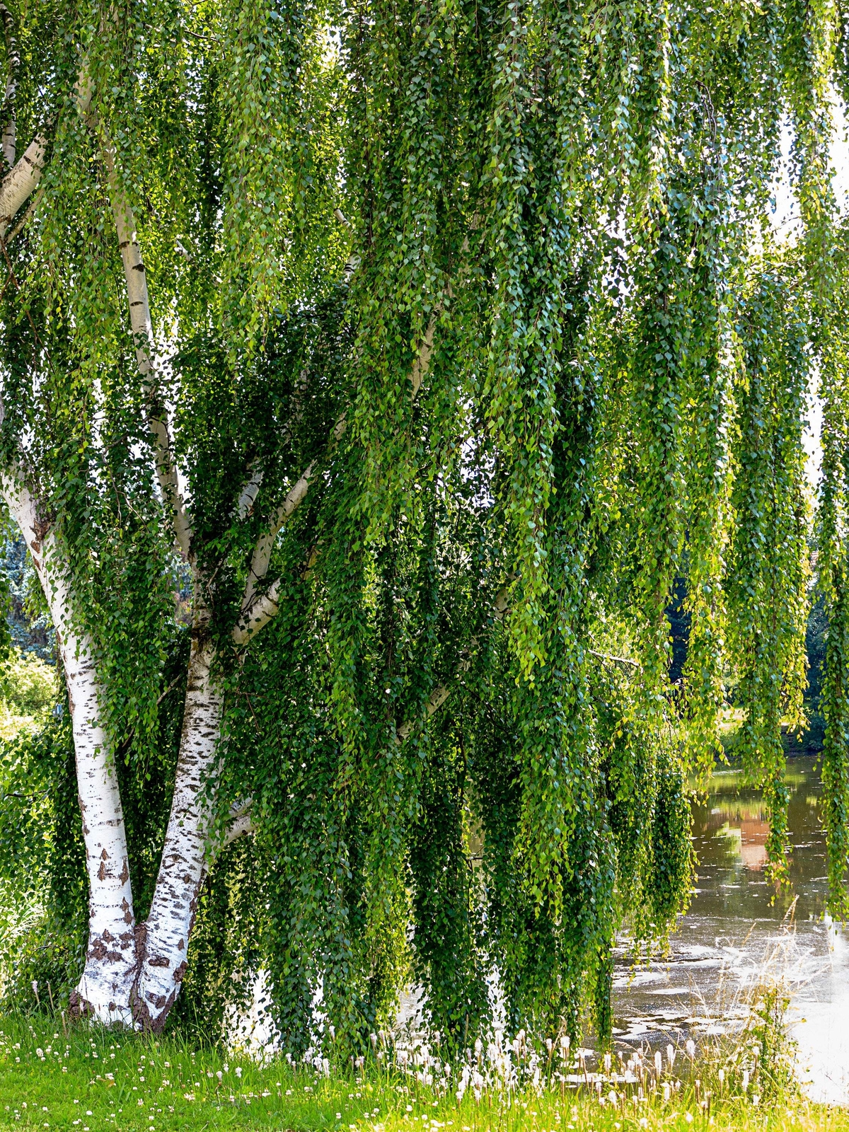 50 Silver Weeping Birch Tree Seeds (White European Betula Pe...