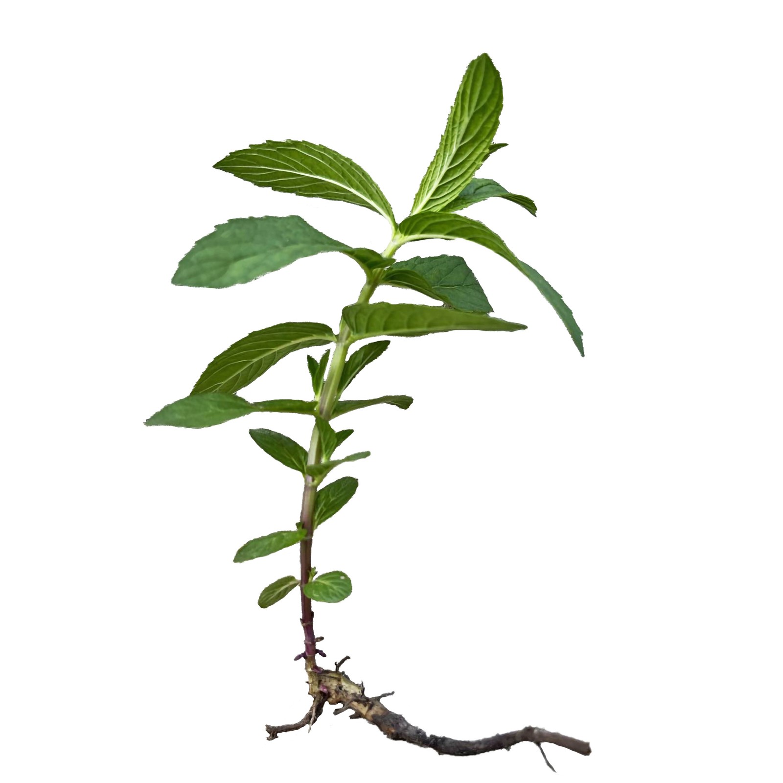 Spearmint Live Plant, Edible Aromatic Herb