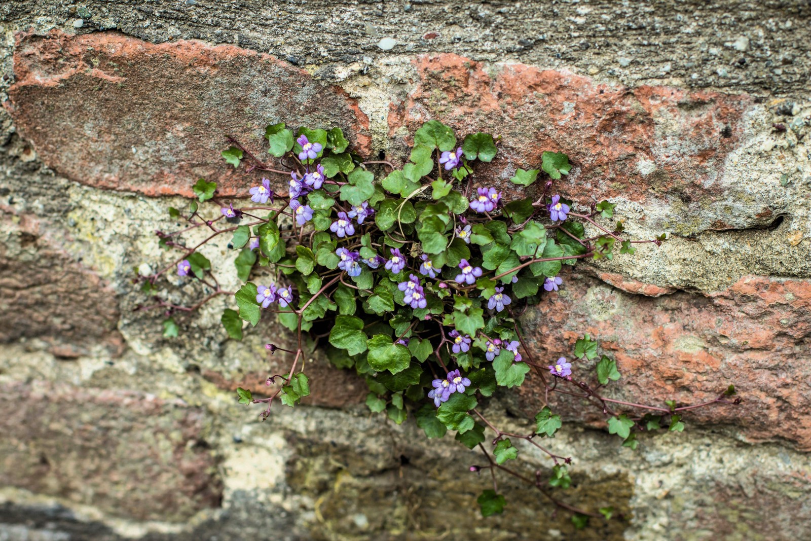 100 Kenilworth Ivy Cymbalaria Muralis Flower Seeds