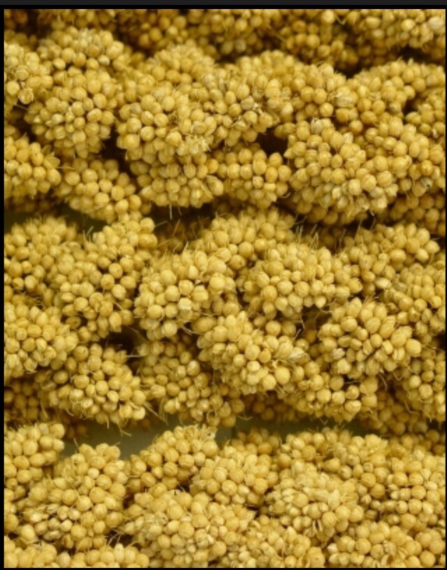 Higgins Sunshine Spray Millet for Birds 5 Lb Box