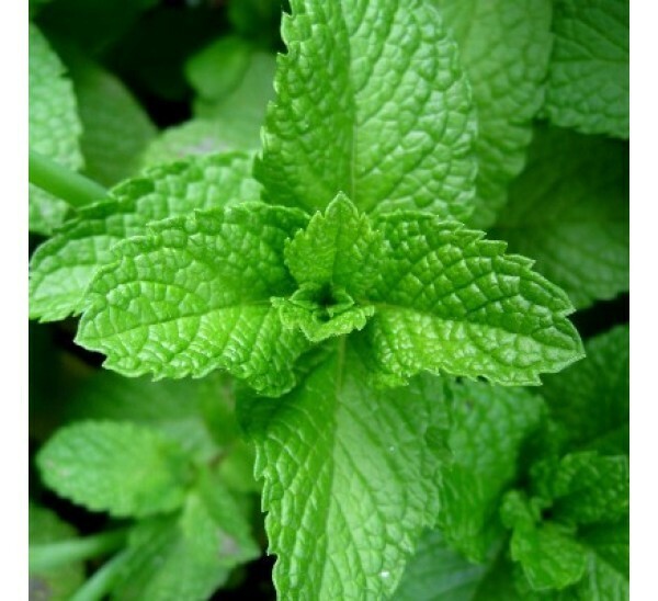 Peppermint Seeds Organic Non-GMO 500 Seeds
