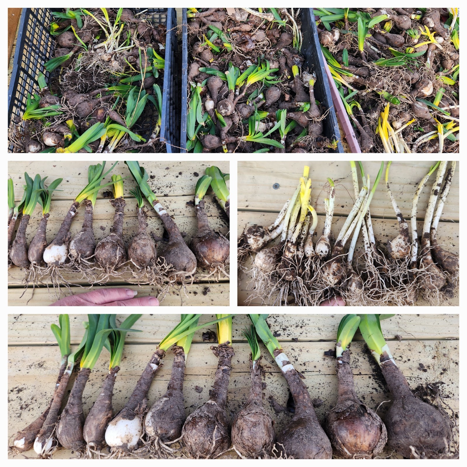 Baby Surprise Lily Flower Bulbs for Planting