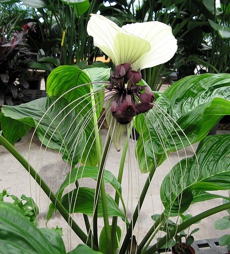 Tacca Nivea White 10 Seeds, Devil's Whiskers, White Bat Flow...