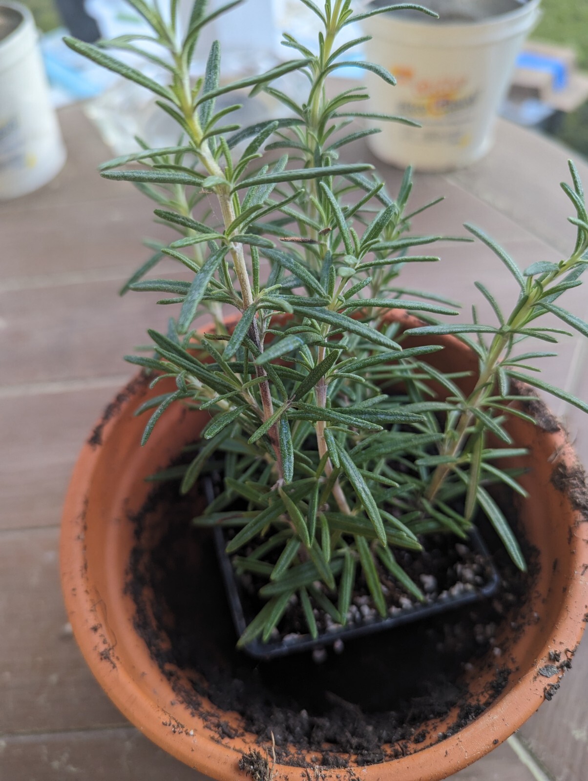 Rosemary Cuttings Live Plants, 5-8" Rooted Bare Root