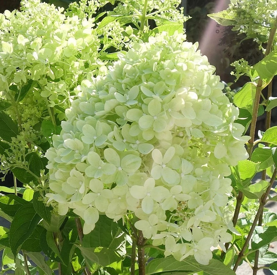 Little Lime Hydrangea Live Plant - 6-12 Inch Tall - 1 Quart...