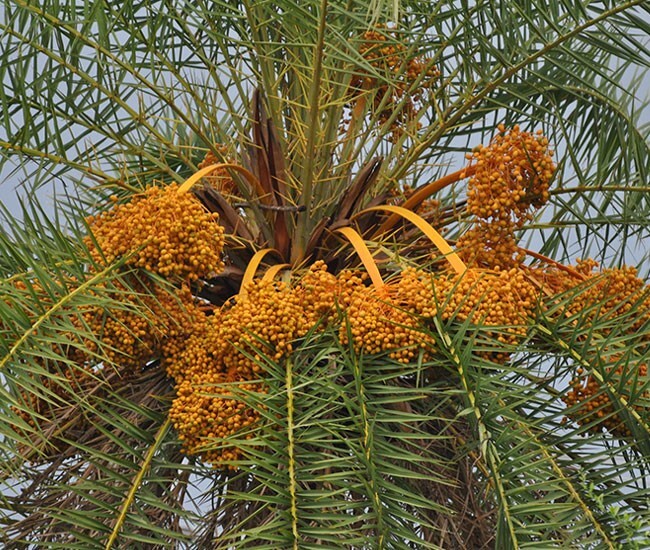 Phoenix Sylvestris Live Plant - Silver Date Palm Sapling (2+...