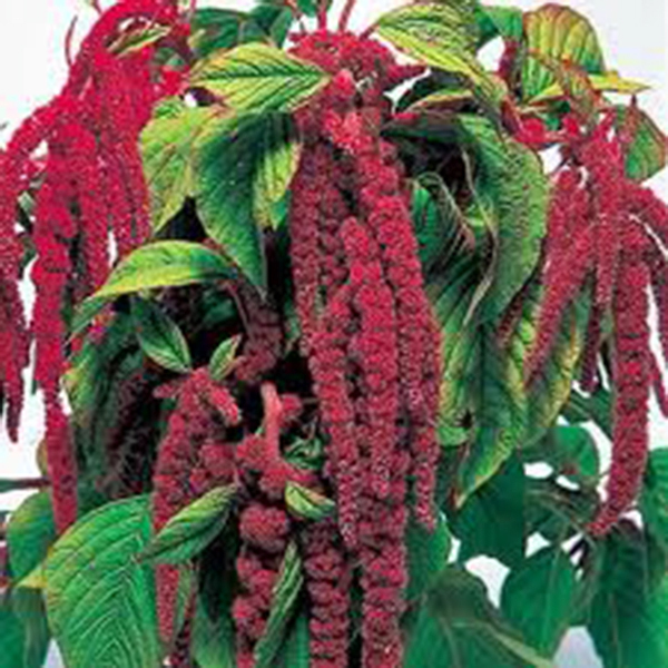 Love Lies Bleeding 100+ Seeds