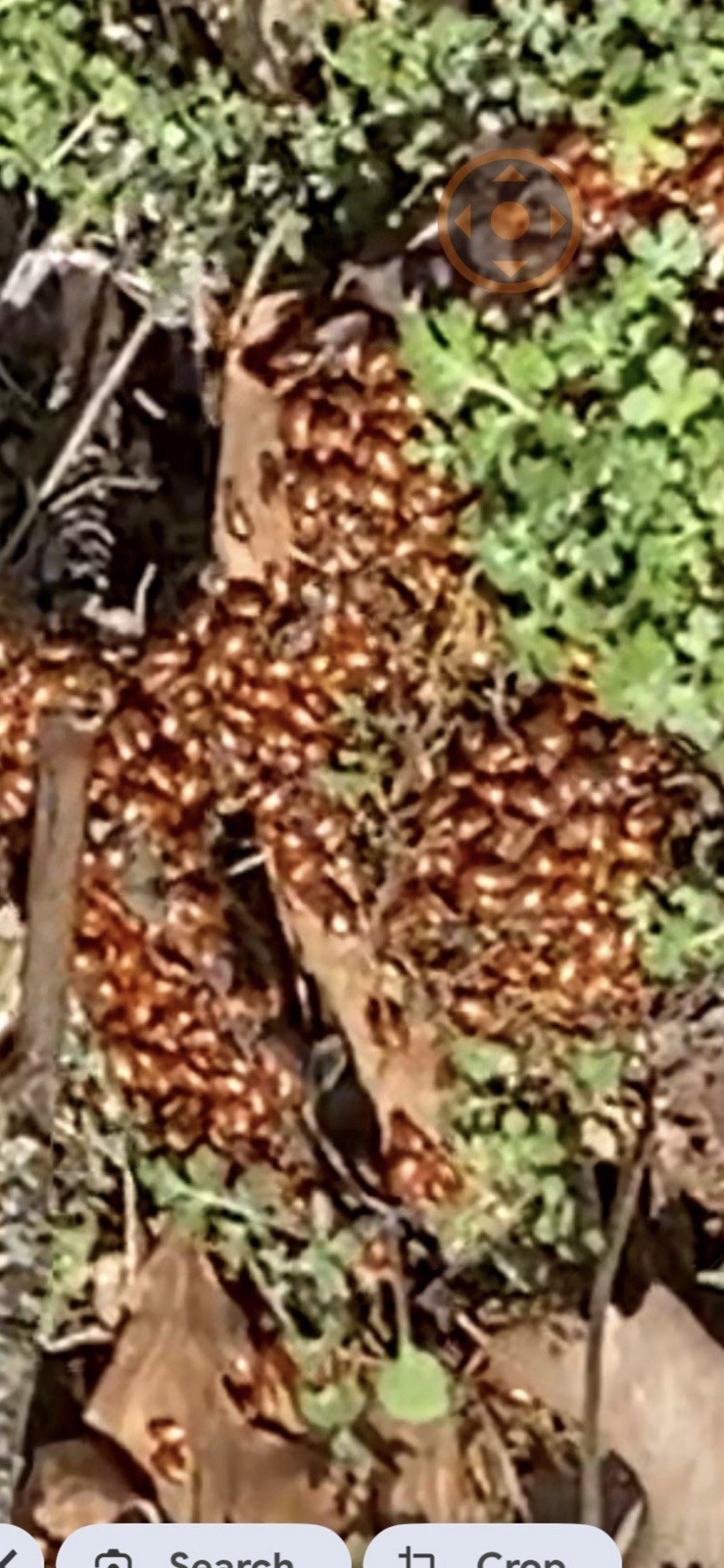 Live Ladybugs Season Pack - Guaranteed Fresh Delivery