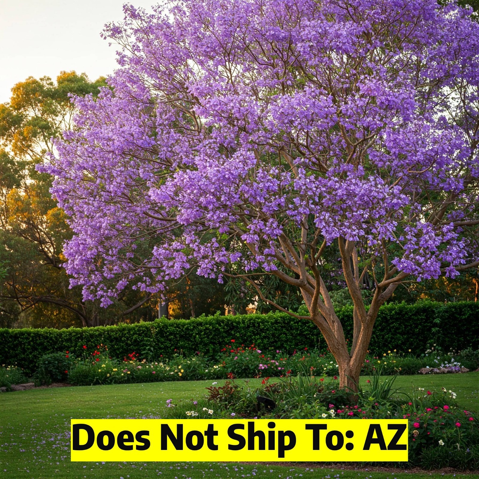Jacaranda Tree Live Plant Purple Mimosifolia - 2 Gallon Pot,...
