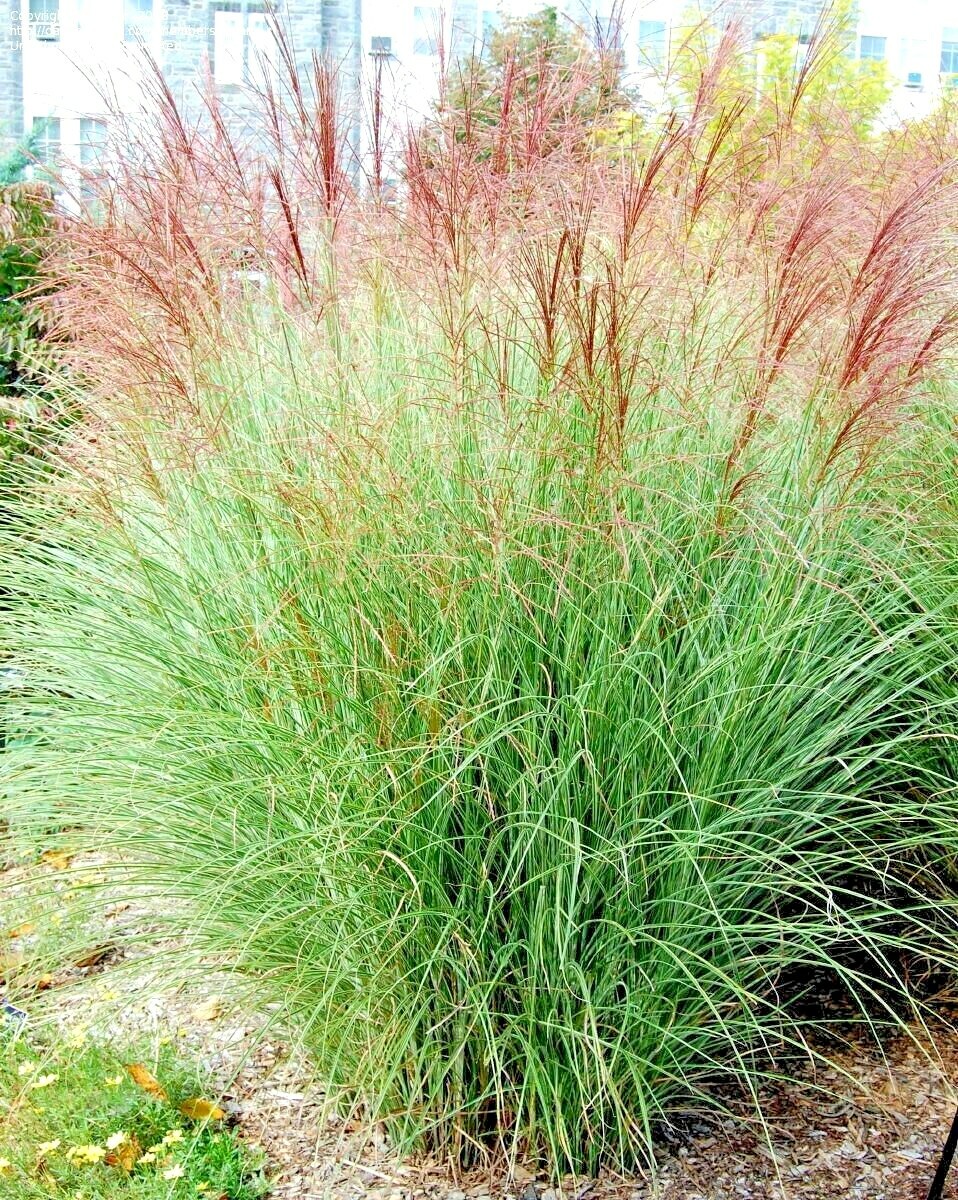 Miscanthus Sinensis Ornamental Grass Seeds - 50 Seeds