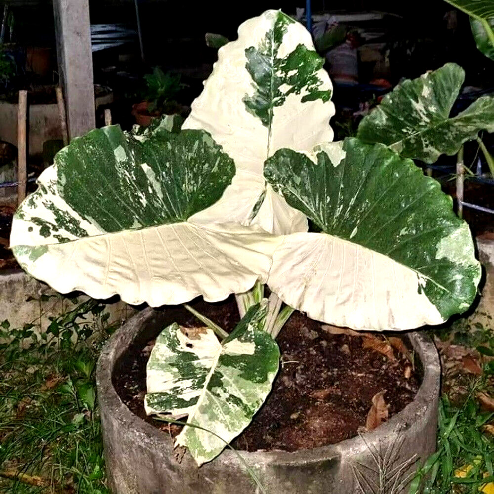 Variegated Alocasia Macrorrhiza Plant - Phytosanitary Certif...