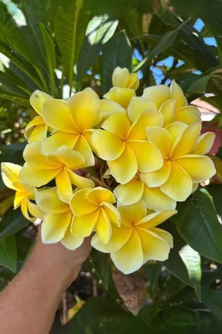 Plumeria Aztec Gold - 12-Inch Cutting