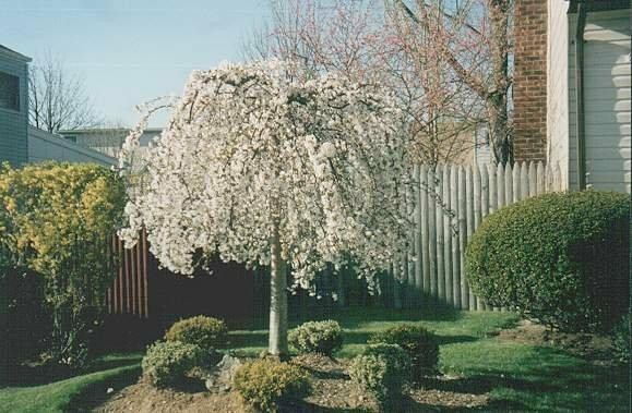 Weeping Cherry Trees 2.5" Pot (Set of 2)