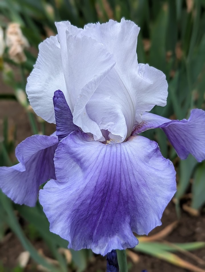 October Sky Tall Bearded Iris Rhizome