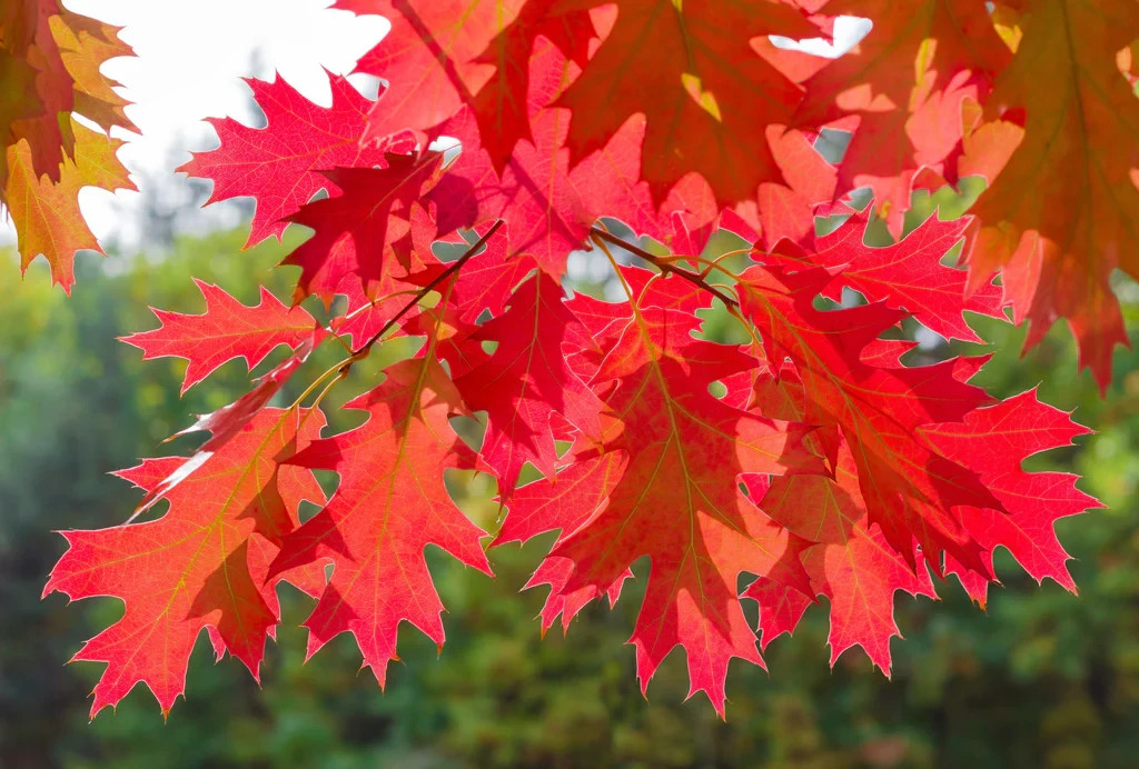Northern Red Oak Tree 12-24" Quercus Rubra Bare Root
