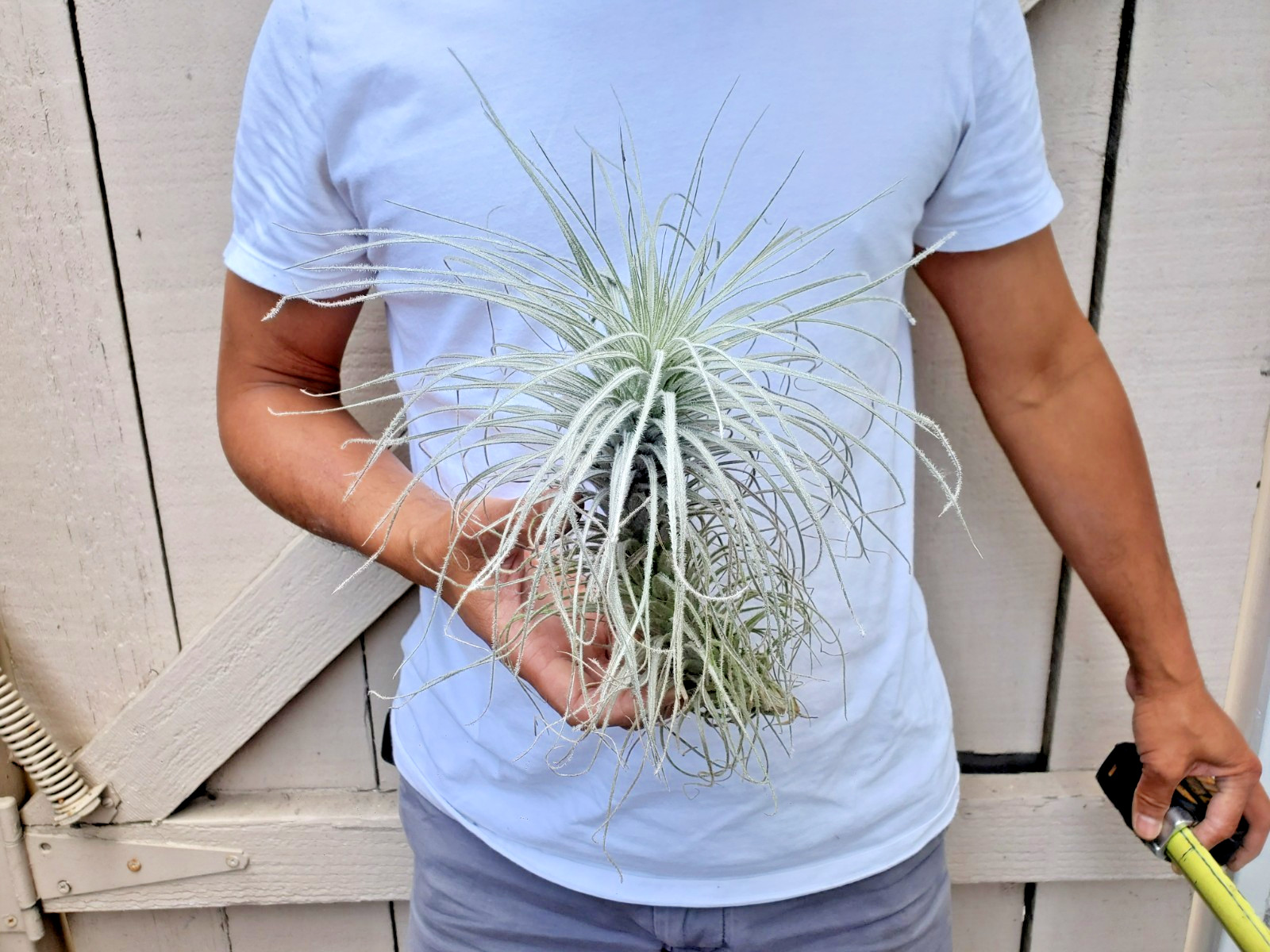 Tillandsia Tectorum Air Plant
