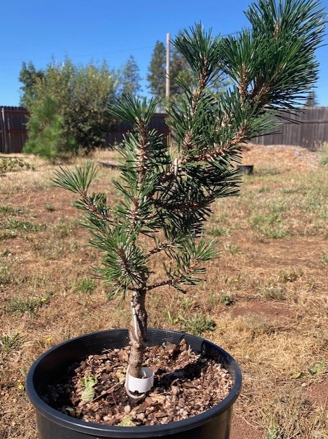 Japanese Black Pine 'Kotobuki' Cork Bark Bonsai