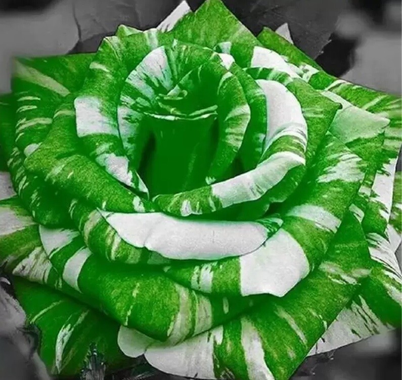 Exotic Rare Striped Dragon Rose 20 Seeds — Hybrid Tea Flower