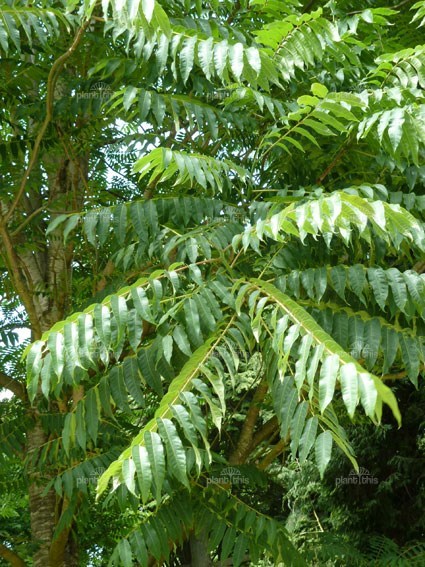 Toona Sinensis Chinese Toon Tree Seeds