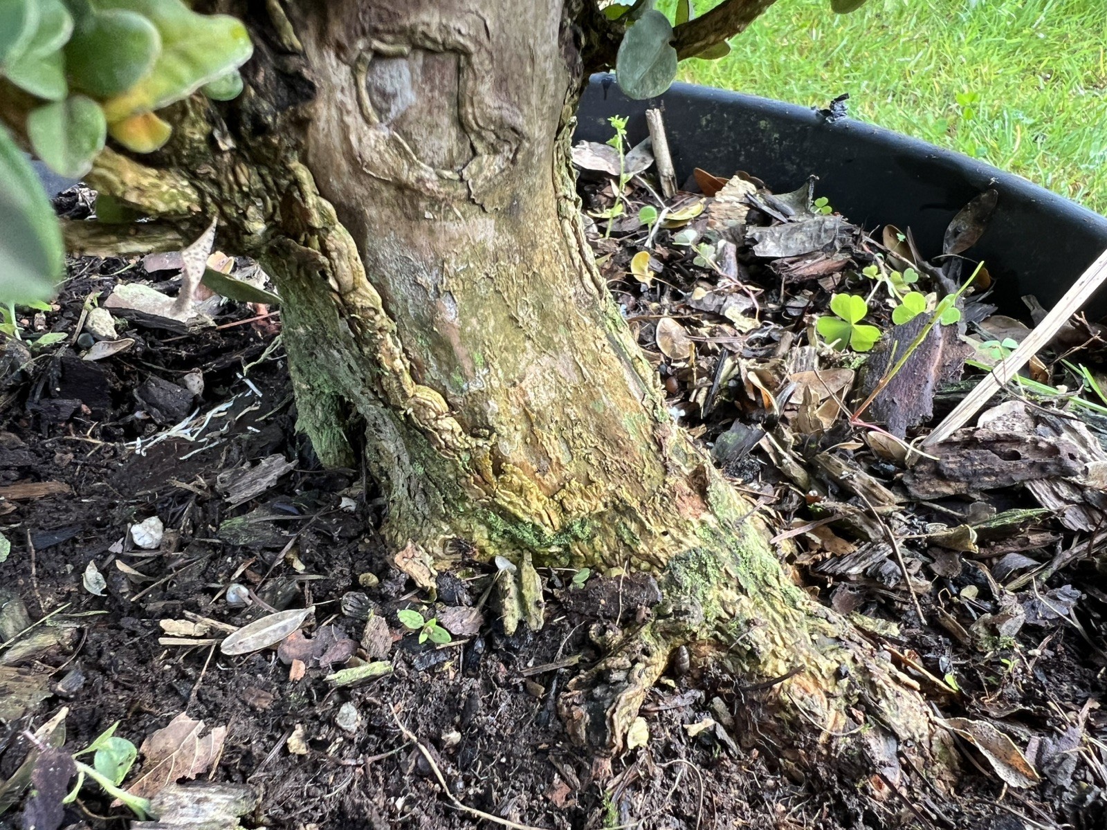 Boxwood Pre Bonsai Shohin Dwarf With Nice Trunk & Nebari
