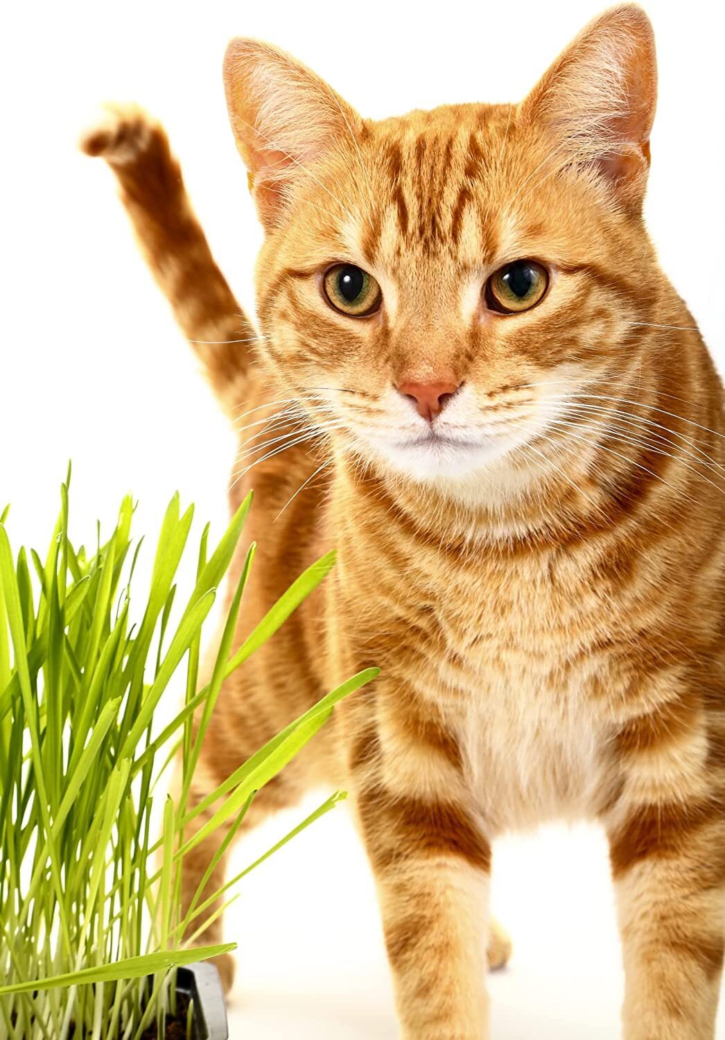 Catgrass Seeds for Sprouting - Hard Red Winter Wheat, Non-GM...