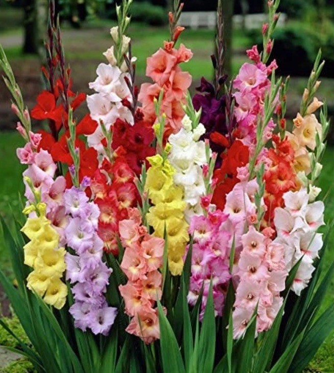 Gladiolus Twenty Mixed Color Blend Tall Flower Bulbs Corms 1...