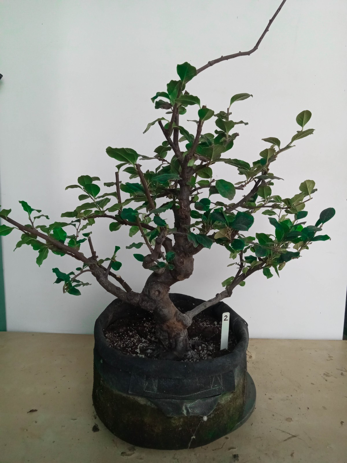 Chinese Quince Flowering Fruiting Bonsai Tree