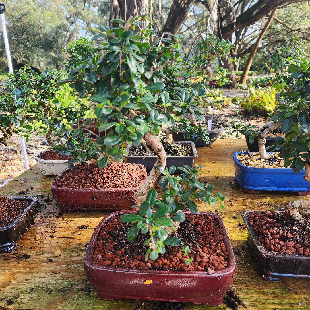 Fukien Tea Bonsai Tree With White Flowers and Red Berries