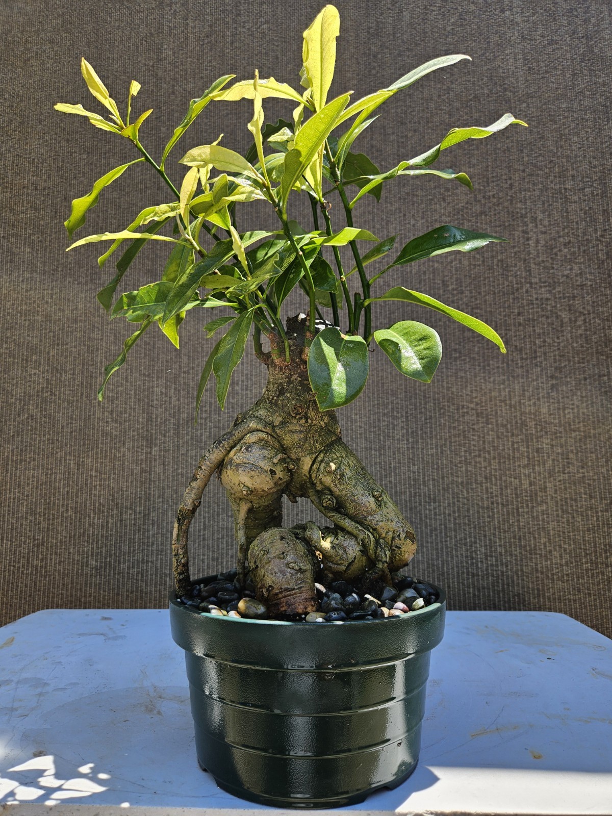 Old Southern Magnolia Bonsai Tree