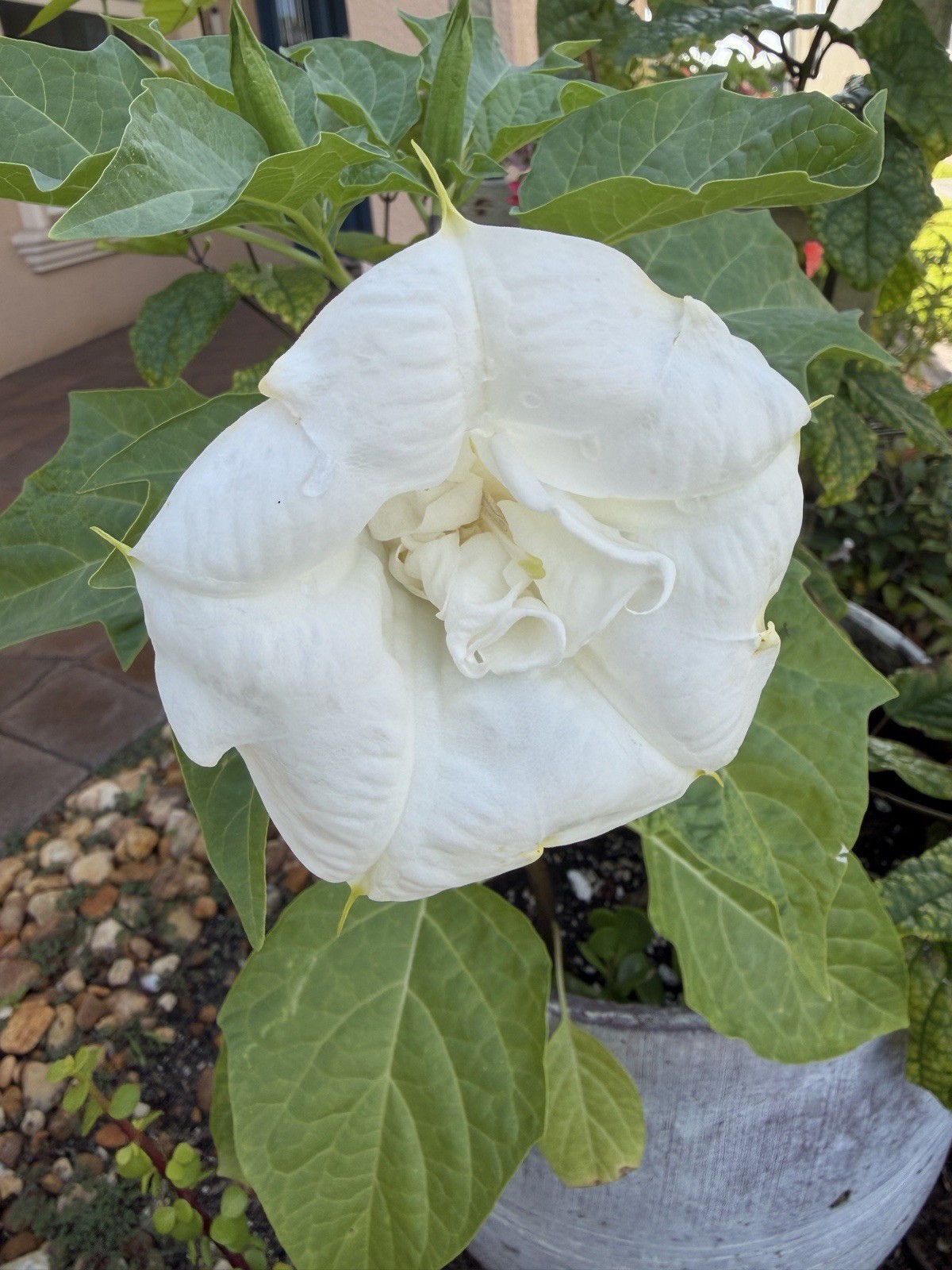 Ballerina White Double Trumpet Datura Live Plants on 4" Pot