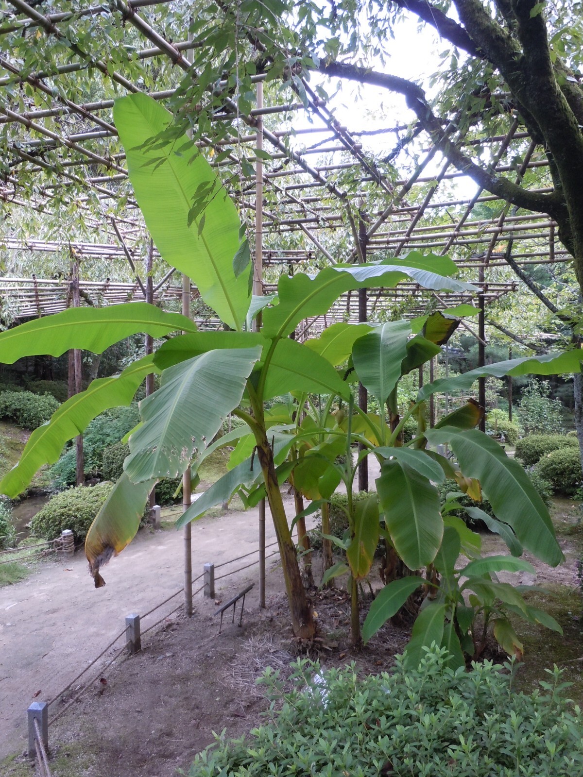 Musa Banana Tree - Cold Hardy Variety Tolerates Up to 10°F