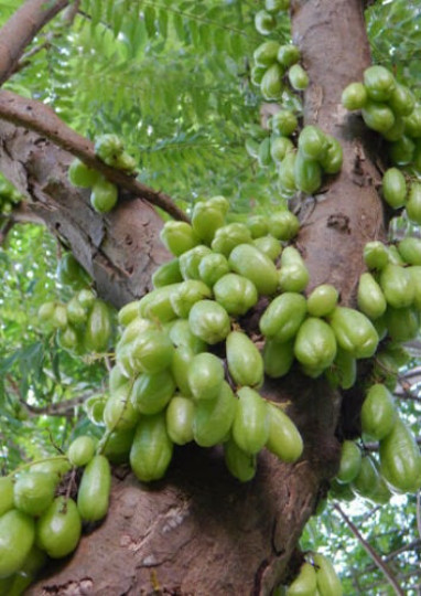 Averrhoa Bilimbi Fruit Tree Seeds (Tropical Exotic) - 10 Pac...