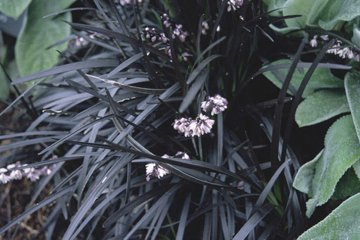 Black Mondo Grass Seeds - Ophiopogon Planiscapus Nigrescens