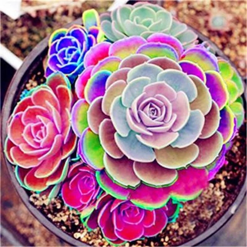 Mixed Rare Mini Succulent Seeds - Mult-Color Indoor/Outdoor...