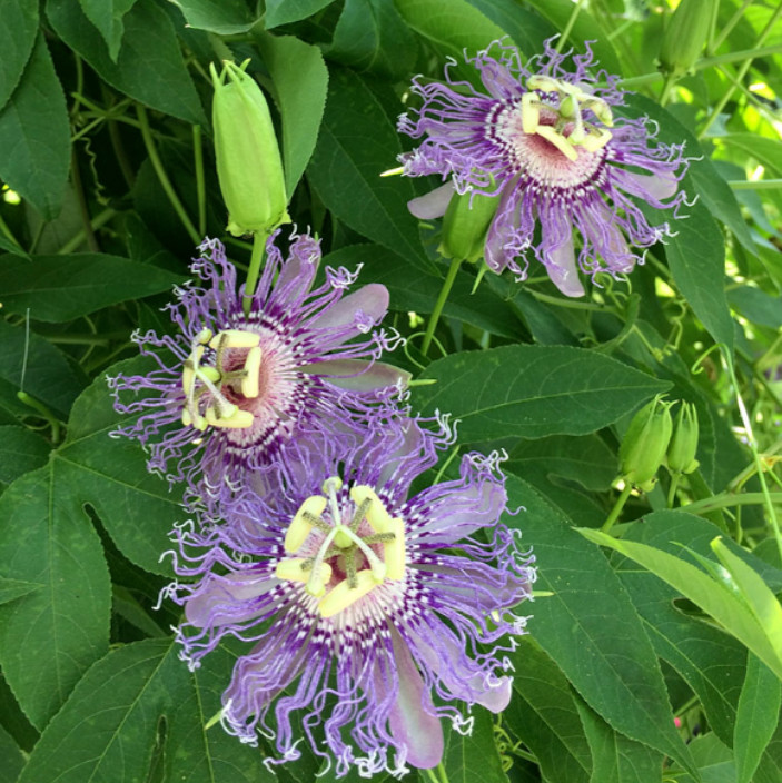 Passiflora Incarnata Maypop Live Plant - Hardy Purple Bloomi...