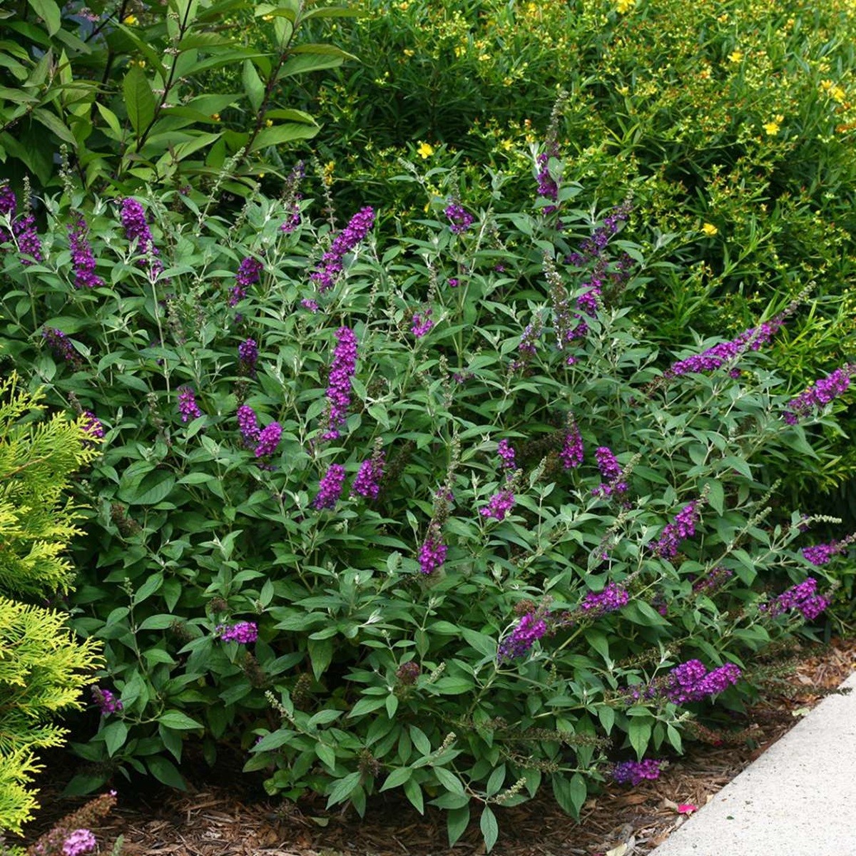 Miss Violet Butterfly Bush - 4" Pot - Buddleia - Proven Winn...