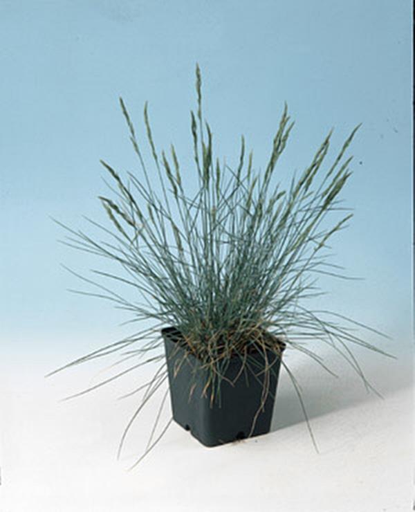 Festuca Fescue Glauca Blue Fescue Seeds