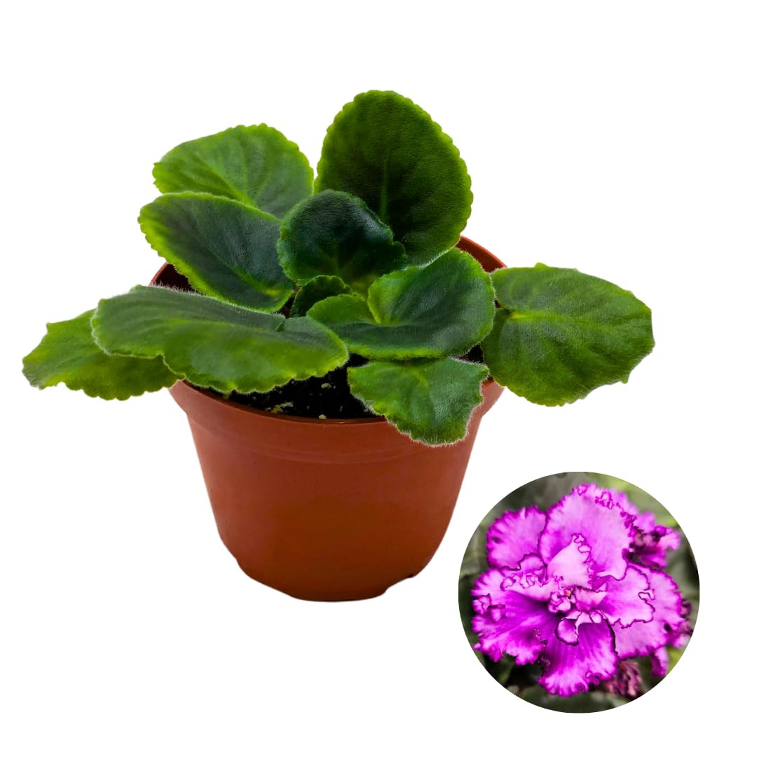 African Violet 'Midnight Twist' 4 Inch