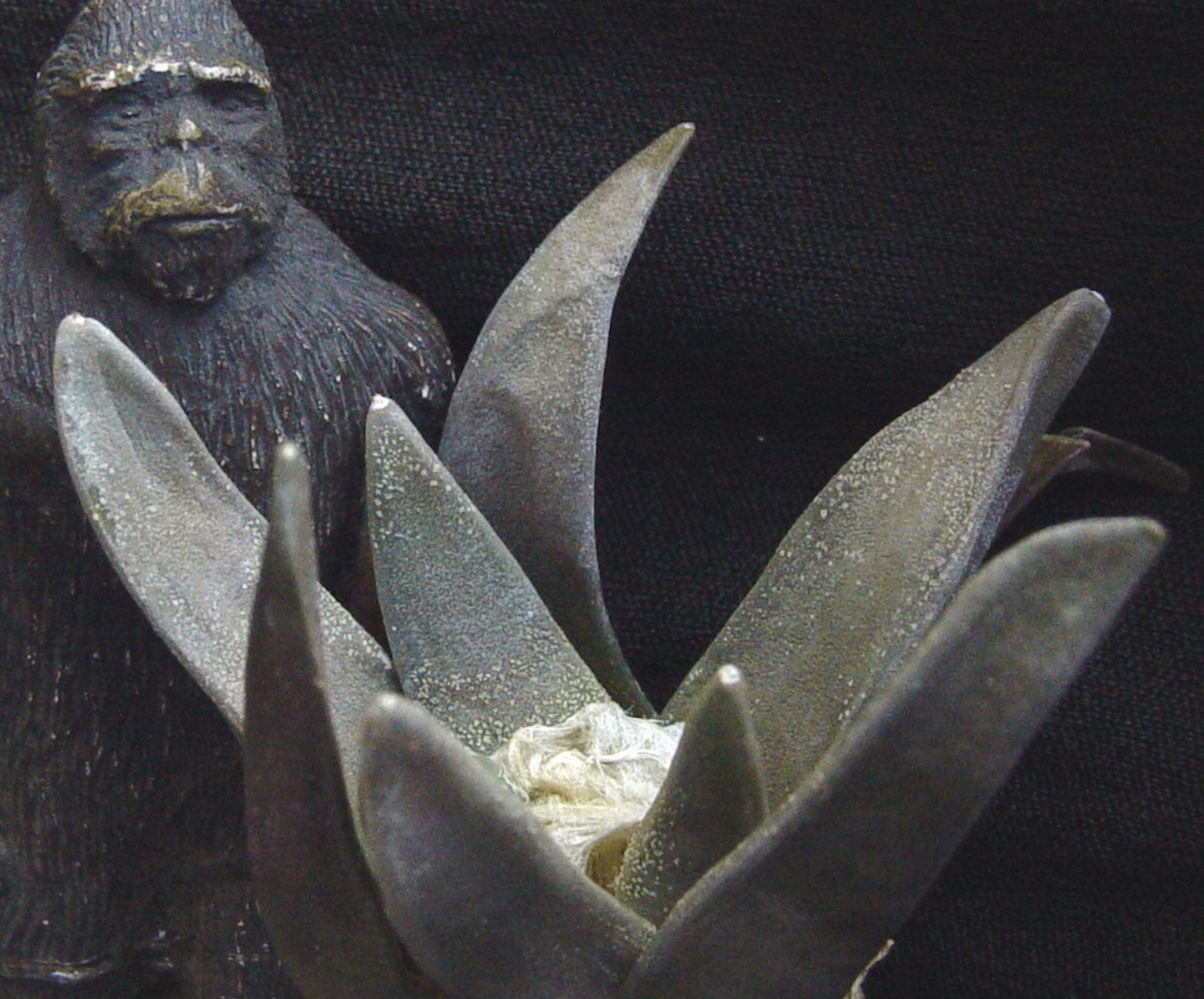 Ariocarpus Retusus Succulent Cactus