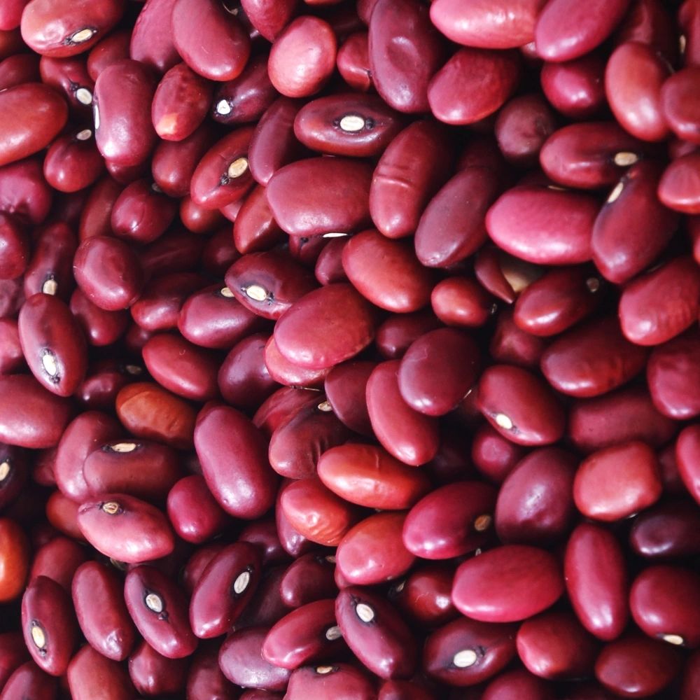 Hidatsa Red Bean Variety Pack